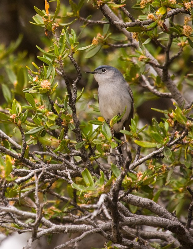 Blue-Gray Gnatcatcher